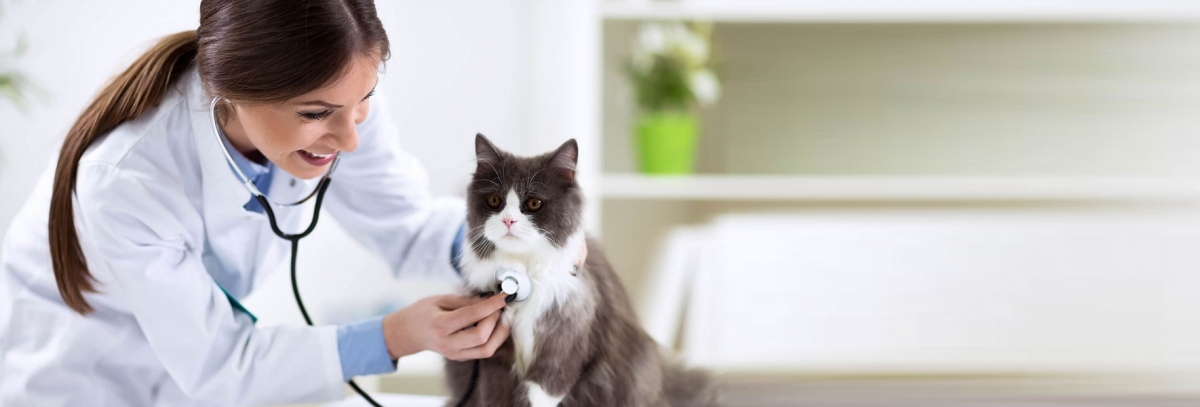 Veterinarian Physicians
